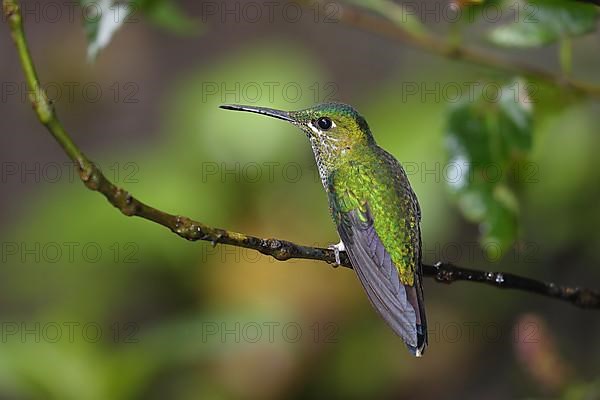 Green-crowned brilliant