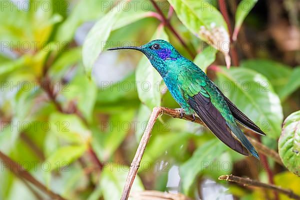 Mexican violetear