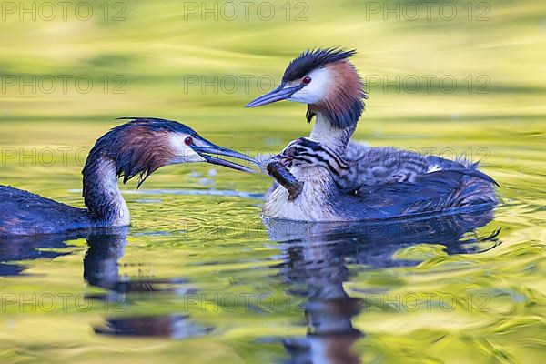 Great Crested Grebe