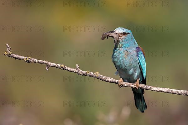 European roller