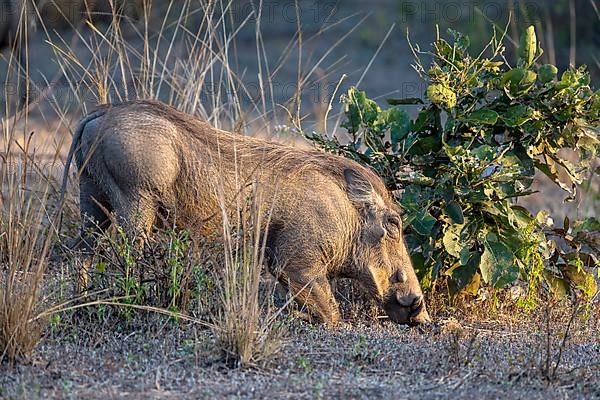 Common warthog