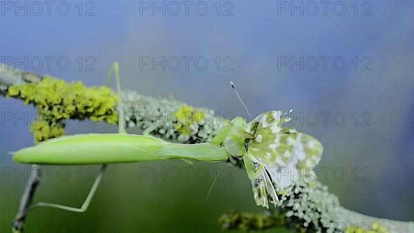 Closeup of Green praying mantis sits on tree branch and eats captured butterfly. European mantis