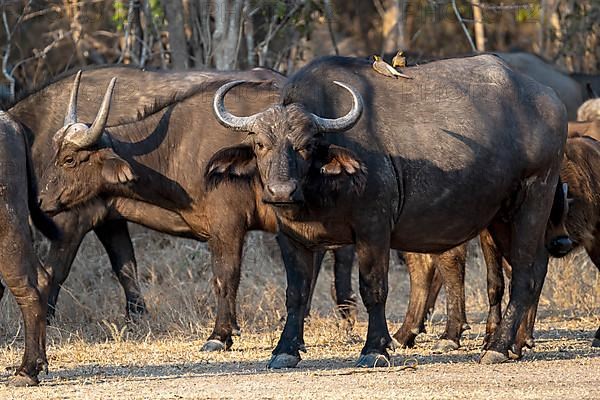 African buffalo