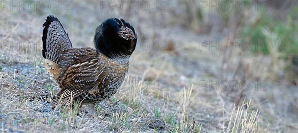 Ruffed Grouse