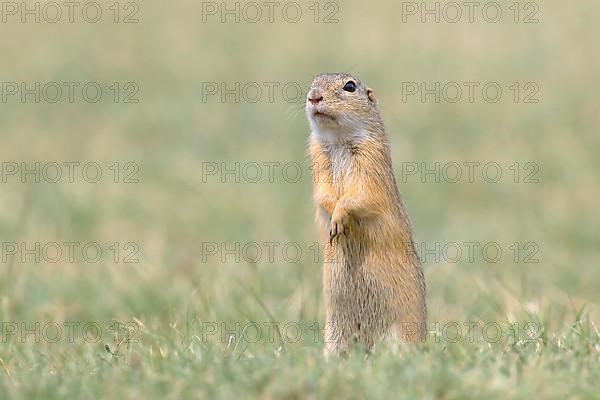 European ground squirrel