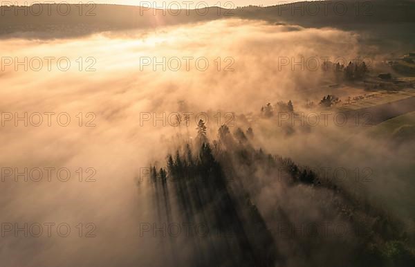 Individual trees break through the fog over the forest at sunrise