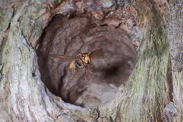 European hornet