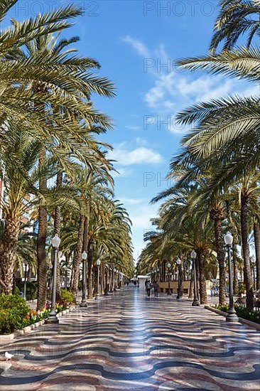 Alicante Alacant Boulevard Palm Avenue Esplanada dEspanya Vacation Travel Travel City in Alicante