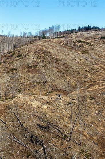 Environmental destruction Climate crisis Climate change Environment Destruction Landscape Nature Forest Dieback at the Brocken in the Harz Mountains