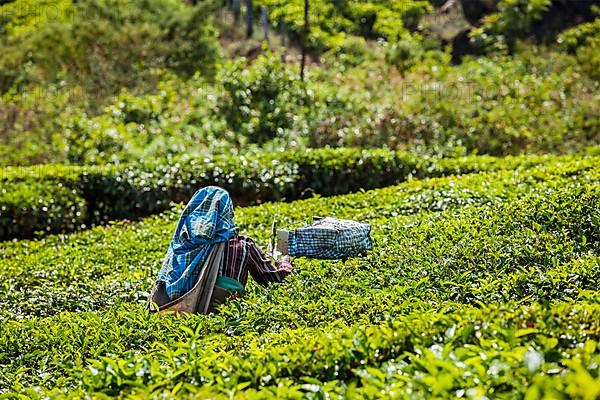 Unidentified Indian woman harvests tea leaves at tea plantation at Munnar. Only the uppermost leaves are collected