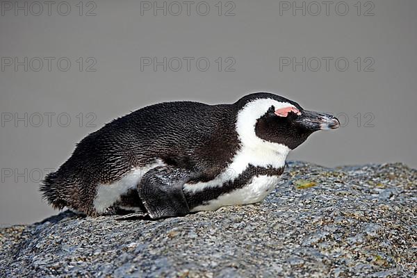 African penguin