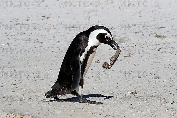 African penguin