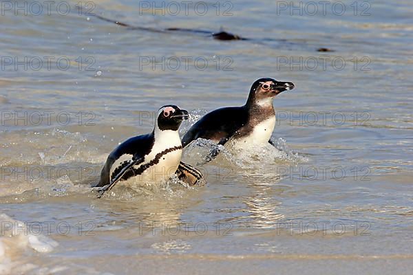 African penguin