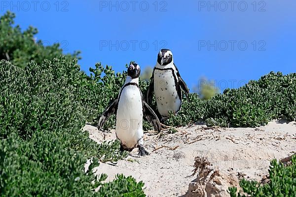 African penguin