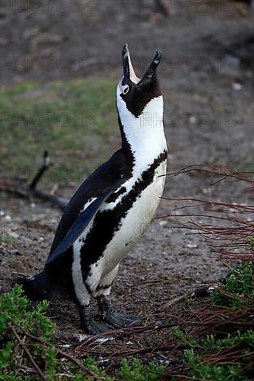 African penguin