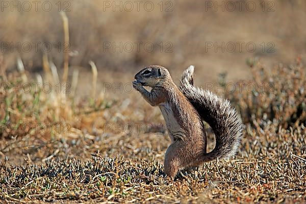 Cape ground squirrel