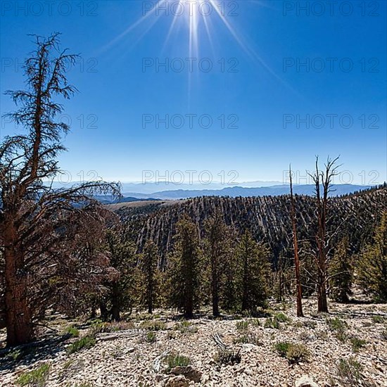 Protected area Ancient Bristlecone Pine Forest