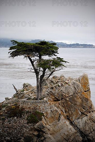 Lone Cypress Tree on 7 Mile Drive. 17 Mile Drive is a scenic road through Pebble Beach and Pacific Grove on the Monterey Peninsula in Northern California