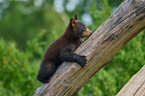 Black bear