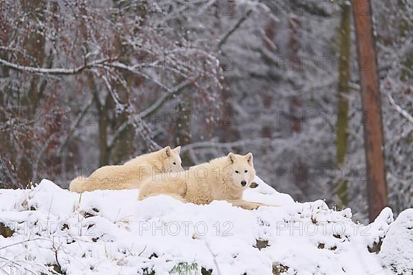 Arctic wolf