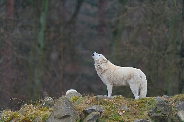 Arctic wolf