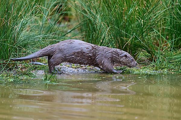 European Otter