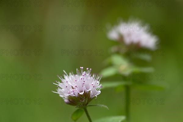 Water mint