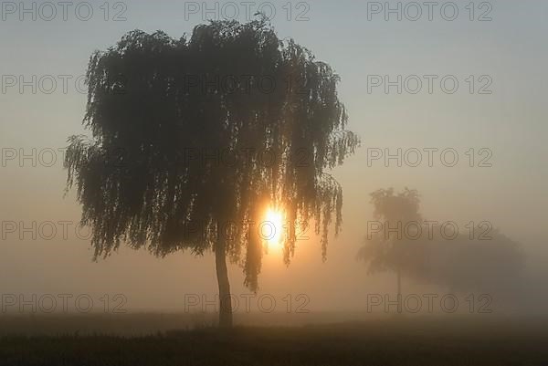 Deciduous trees in the fog at sunrise