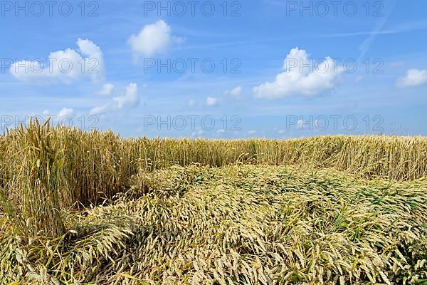 Grain field