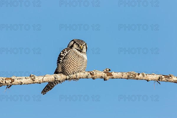 Hawk owl