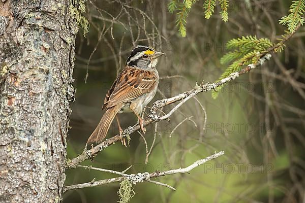 White-throated sparrow