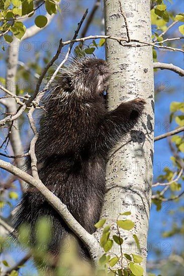 North american porcupine