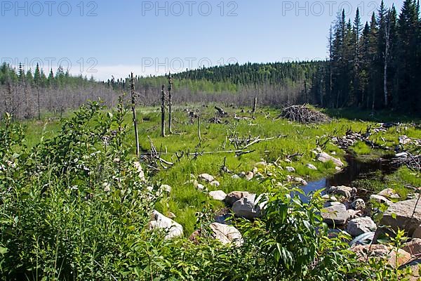 Abandoned North American beaver pond with growing vegetation