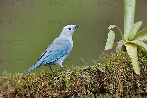 Blue Tanager also called blue-gray tanager