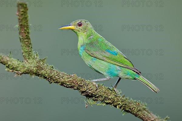 Green honeycreeper