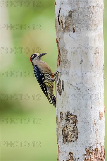 Black-cheeked woodpecker