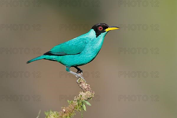 Green honeycreeper