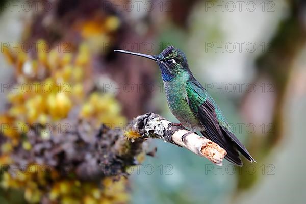 Talamanca hummingbird