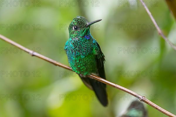 Green-crowned brilliant