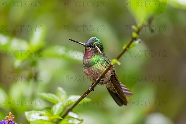 Purple-throated nymph