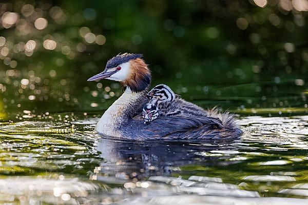 Great Crested Grebe