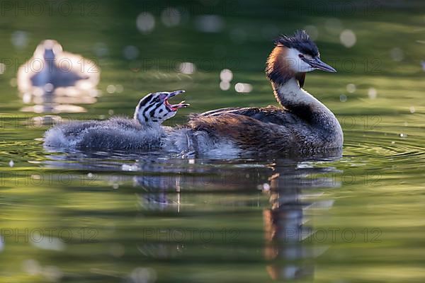 Great Crested Grebe