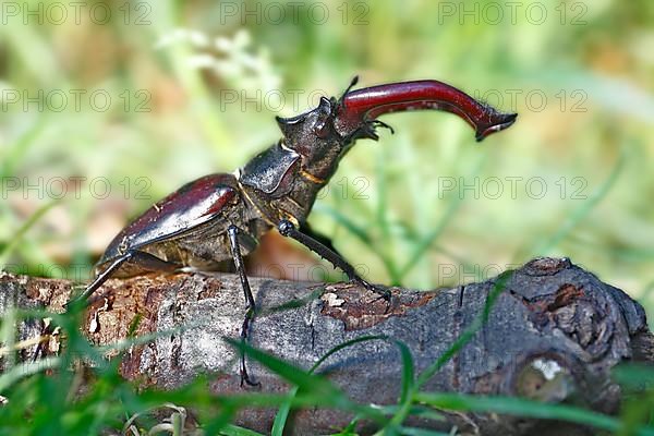 Stag beetle