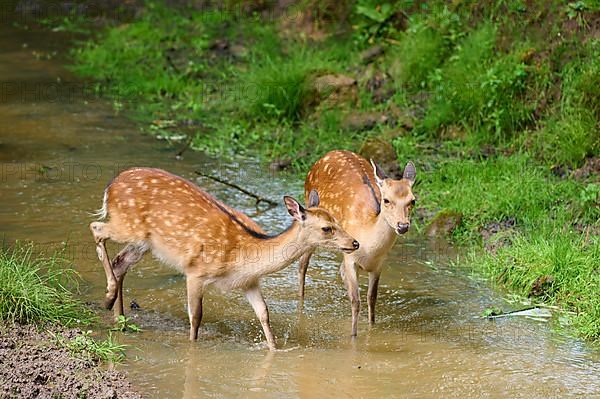 Sika Deer