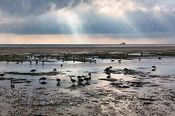 Brant geese