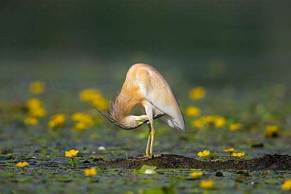 Squacco heron