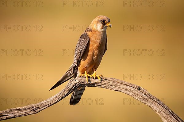 Red-footed Falcon