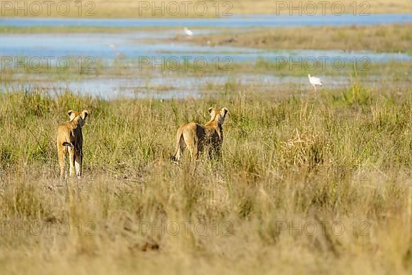 Lionesses