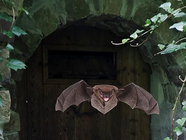 Common pipistrelle