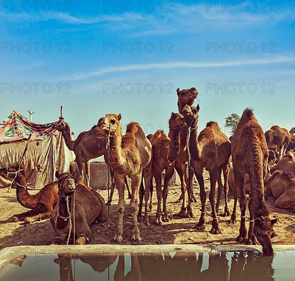 Vintage retro hipster style travel image of Camels at Pushkar Mela